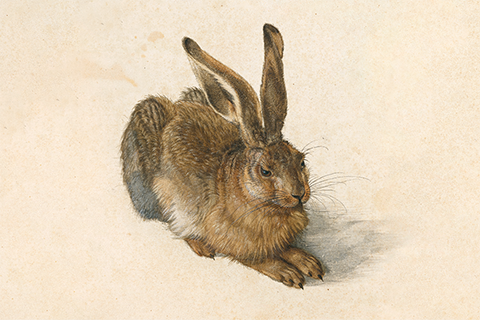 Naturgetreue Darstellung eines sitzenden Feldhasen im Profil, braun-graues Fell, Aquarell und Deckfarben auf Papier.